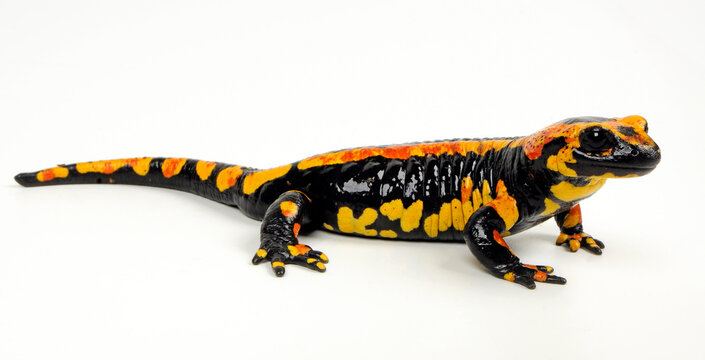 red and yellow Fire salamander (Salamandra salamandra terrestris) // gelb-roter Feuersalamander 