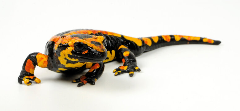 gelb-roter Feuersalamander (Salamandra salamandra terrestris) // red and yellow Fire salamander
