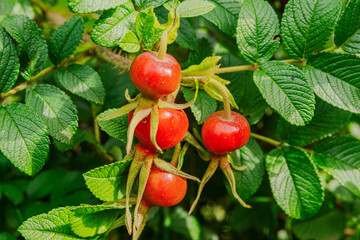 Large red rose hips grow on a green bush.