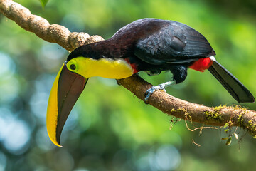 Bird with open bill, Chesnut-mandibled Toucan sitting on the branch in tropical rain with green...