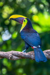Bird with open bill, Chesnut-mandibled Toucan sitting on the branch in tropical rain with green jungle in background. Wildlife scene from nature.