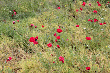 Fototapeta premium Poppy flowers in the countryside.