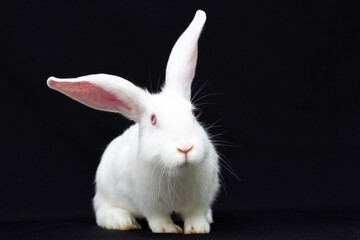 White fluffy rabbit on a black background