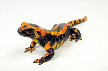 gelb-roter Feuersalamander (Salamandra salamandra terrestris) // red and yellow Fire salamander