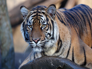 A large female Sumatran Tiger, Panthera tigris sumatrae, observes the surroundings