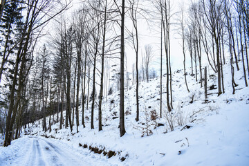 Winter landscape, trees covered with snow, Beskydy mountains