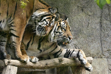 The Sumatran Tiger, Panthera tigris sumatrae, expresses favor by wiping its head