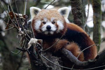 Fototapeta premium The red panda, Ailurus fulgens, sits in the branches and observes the surroundings