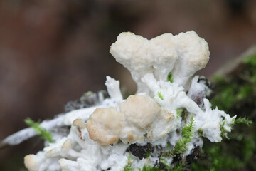 Sebacina incrustans, known as enveloping crust, wild fungus from Finland