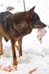 Naklejka premium An Iberian wolf, Canis lupus signatus, eats prey in the snow