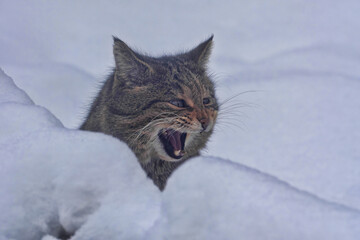The head of a European wild cat, Felis s. silvestris, peeks out of a snowdrift