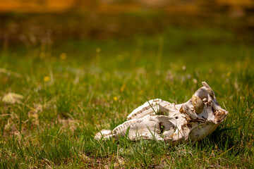 Skull wild animal close-up on nature. Death of animals, pestilence. Pades cattle in a meadow in the highlands.