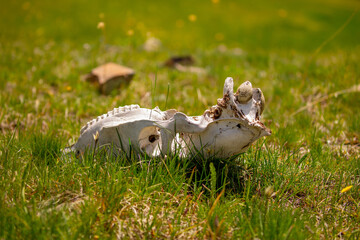 Skull wild animal close-up on nature. Death of animals, pestilence. Pades cattle in a meadow in the highlands.