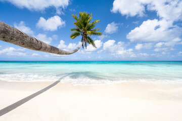 Hanging palm tree along a tropical beach