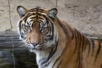Fototapeta na wymiar A large female Sumatran Tiger, Panthera tigris sumatrae, observes the surroundings