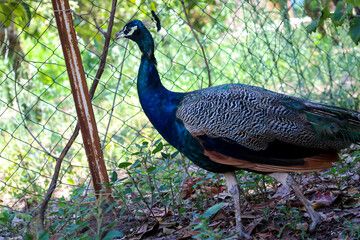 Obraz premium Beautiful peacock with gorgeous colors walking around in the garden. Selective focus.