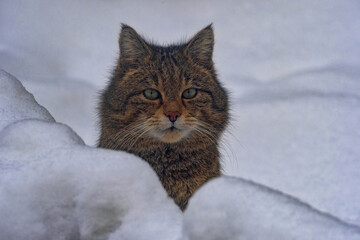 The head of a European wild cat, Felis s. Silvestris, peeks out of a snowdrift