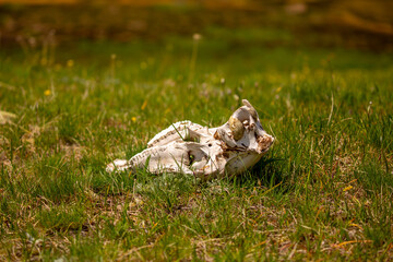 Skull wild animal close-up on nature. Death of animals, pestilence. Pades cattle in a meadow in the highlands.