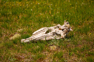 Skull wild animal close-up on nature. Death of animals, pestilence. Pades cattle in a meadow in the...