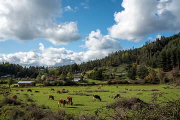 field with cows hills and clouds