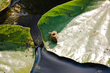 Obraz premium Honey Bee Sitting in Sun on a Lily Pad in a Forest Preserve in Illinois