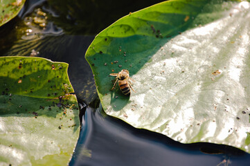 Honey Bee Sitting in Sun on a Lily Pad in a Forest Preserve in Illinois