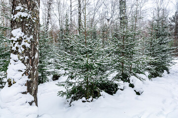 Old birches and young spruces grow in the park. Frosty winter day