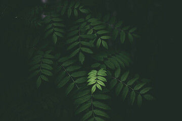 fern leaves