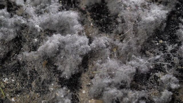 dangerous domestic dust, closeup view from vacuum cleaner, source of bacteria and allergens