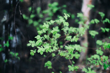 green moss on a tree