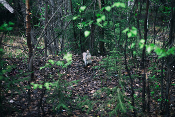 squirrel in the forest