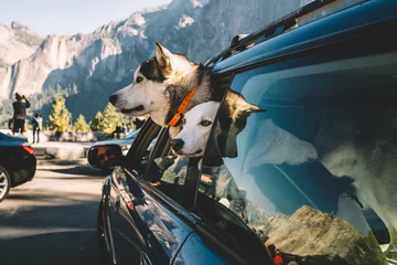 Foto op Canvas Cute dogs sitting in car in Yosemite National Park © BullRun