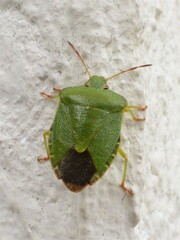 Close-up of a shield bug climbing a whitewashed stone wall