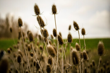 Old grass in a windy field