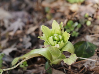 春の山菜　蕗の薹