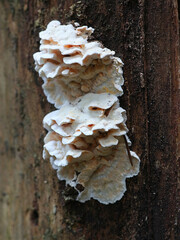 Skeletocutis amorpha, known as rusty crust, wild polypore from Finland