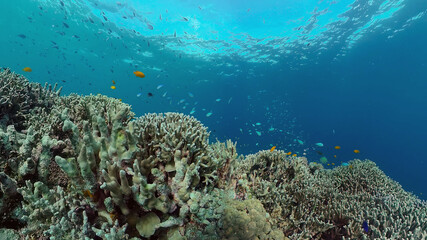 Naklejka na ściany i meble Tropical coral reef and fishes underwater. Hard and soft corals. Underwater video. Philippines.