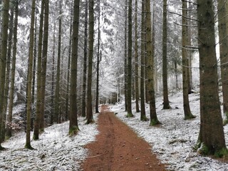 Waldweg im Winter