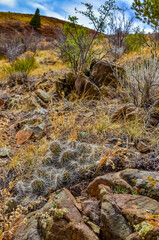 Desert succulents, cacti, prickly pear (Cylindropuntia and Opuntia sp.) and yucca on a hillside in Colorado, US