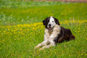 The dog lies in the grass on the nature. Walk with the animals in the park. Animal protection concept with copy space for text.