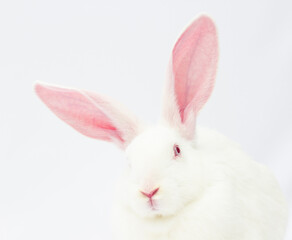 Close up head of rabbit with big ears on a white background