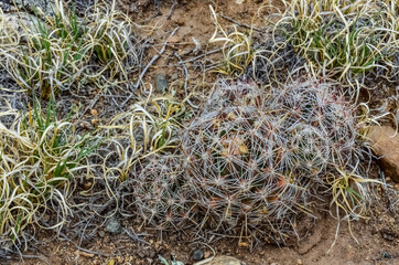 Cacti, Succulent plants Escobaria sp., Great Sand Dunes NP with mountains in the background, Colorado