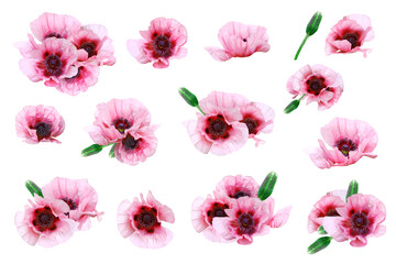 Pink garden poppies. Spring- summer clip art on white background