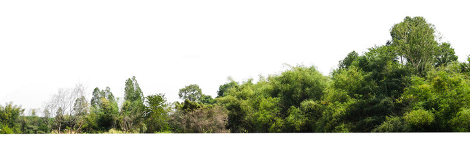 group green tree isolate on white background