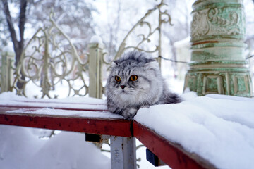cat in the snow
