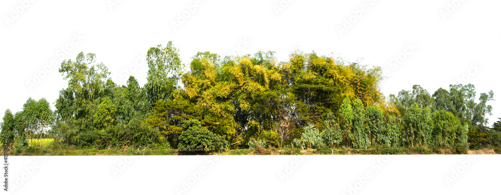 Canvas Prints group green tree isolate on white background