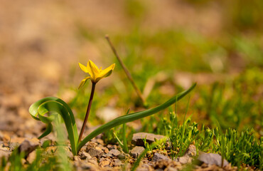 Spring Meadow Flower Snowdrop as a Symbol of Spring and Heat February and March Spring Holidays toned in pastel colors March 8 Text for text.
