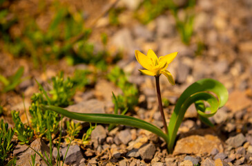 Spring Meadow Flower Snowdrop as a Symbol of Spring and Heat February and March Spring Holidays toned in pastel colors March 8 Text for text.