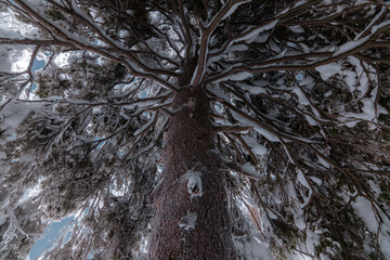 Winter snowy forest. Winter landscape. Winter's tale.