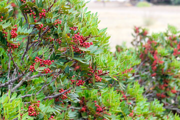 Close-up view of the bright red berries of the Silver Buffaloberry or Shepherdia among the green branches Selective focus.